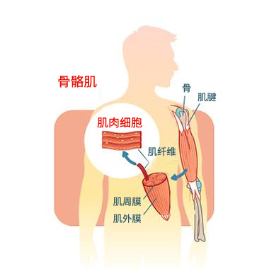 肌肉细胞无需胰岛素帮助也能吸收葡萄糖？